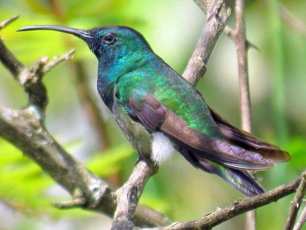 beija-flor-de-veste-verde