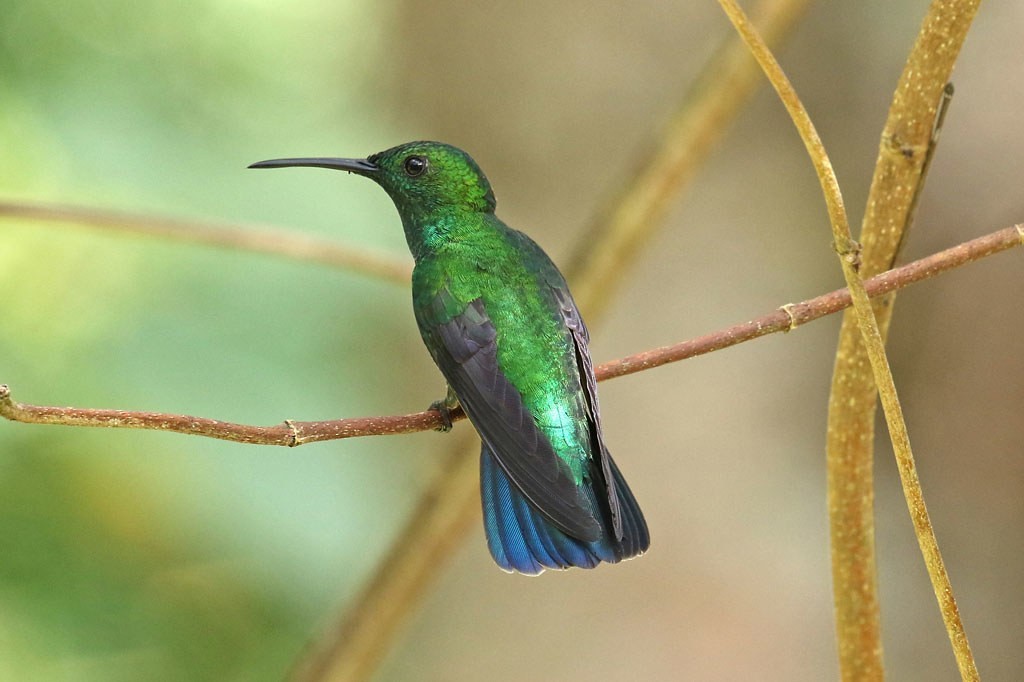 beija-flor-de-veste-verde