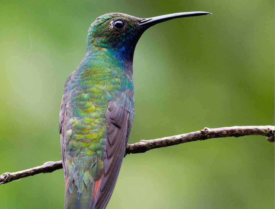 beija-flor-de-veste-verde