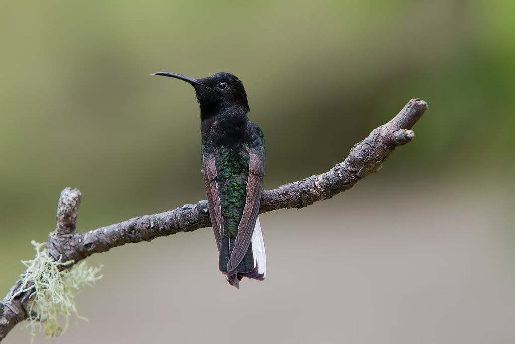 beija-flor-preto