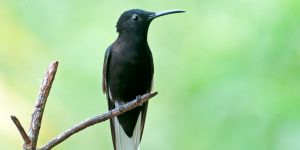 beija-flor-preto