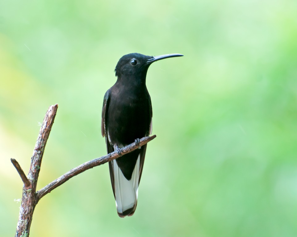 beija-flor-preto