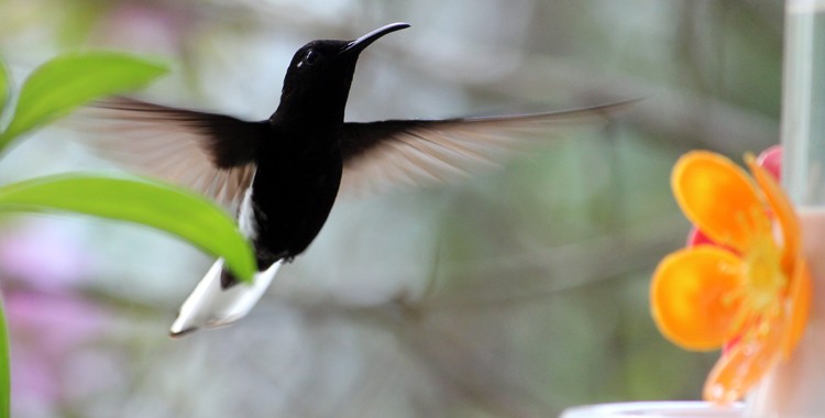 beija-flor-preto