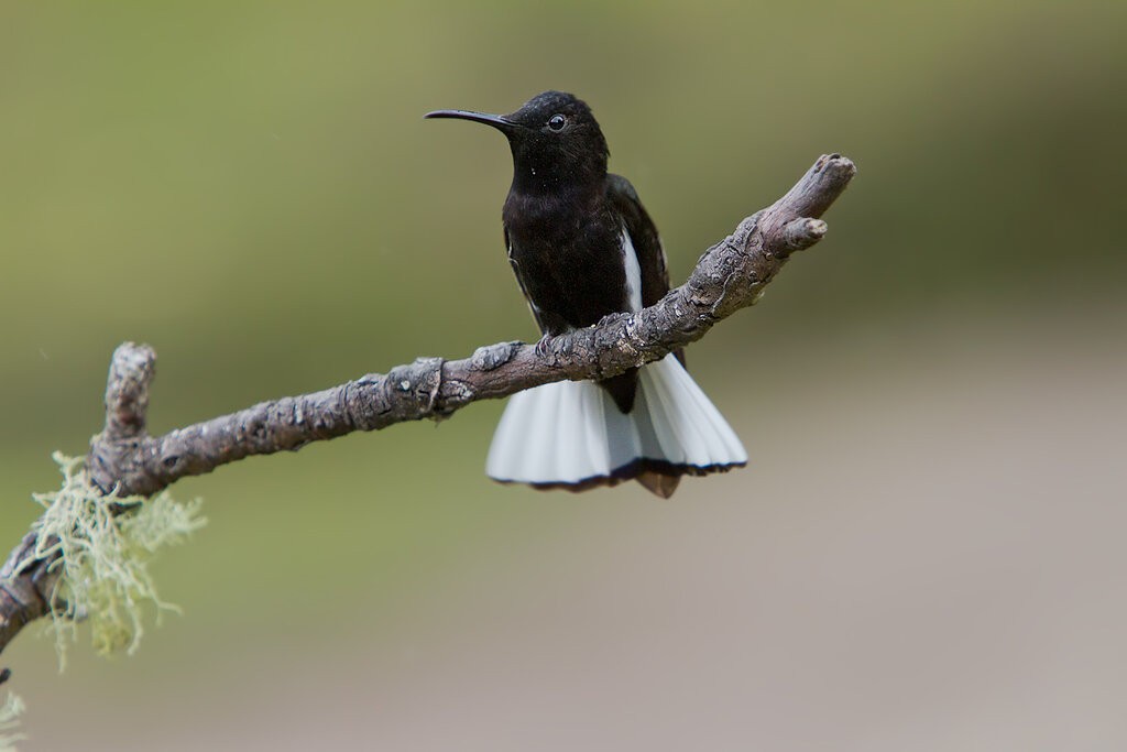 beija-flor-preto 