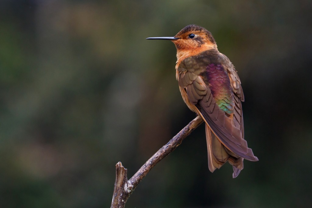 beija-flor-resplandecente