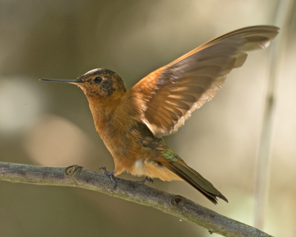 beija-flor-resplandecente