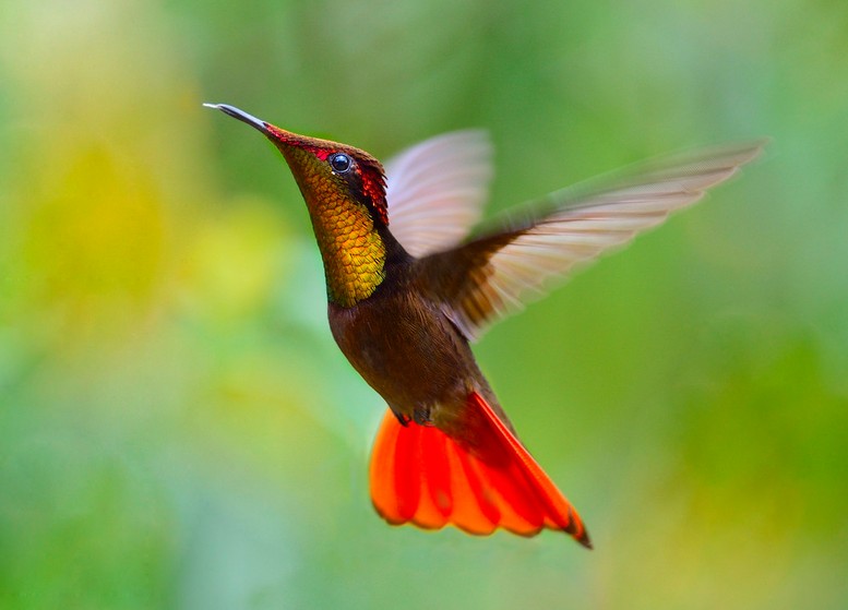 beija-flor-vermelho