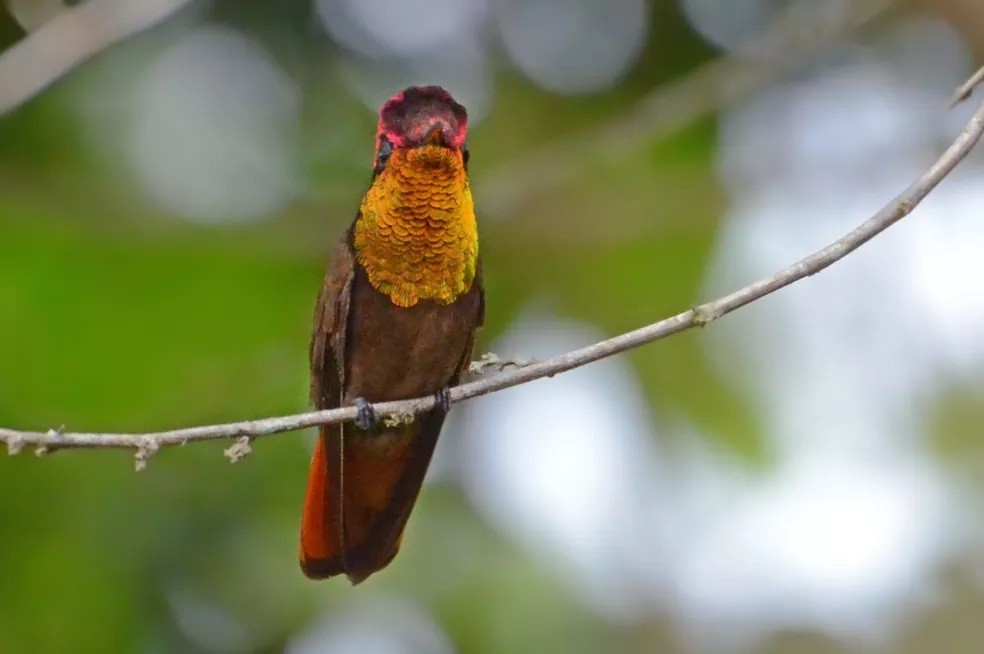 beija-flor-vermelho