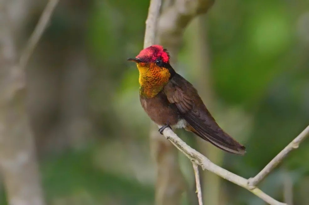 beija-flor-vermelho