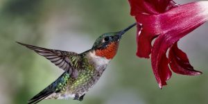 beija-flor–de-pescoco-vermelho