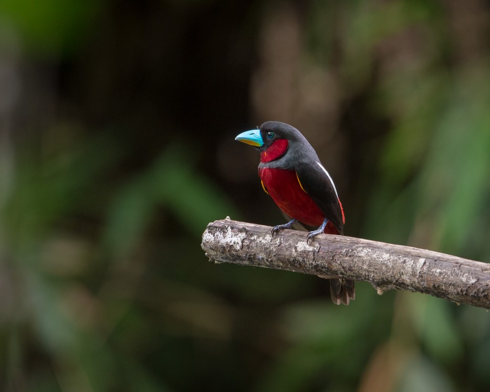 black-and-red broadbill 