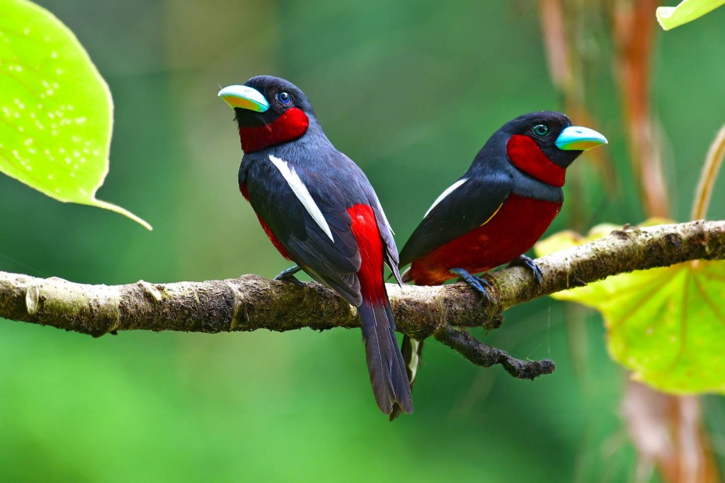 black-and-red broadbill