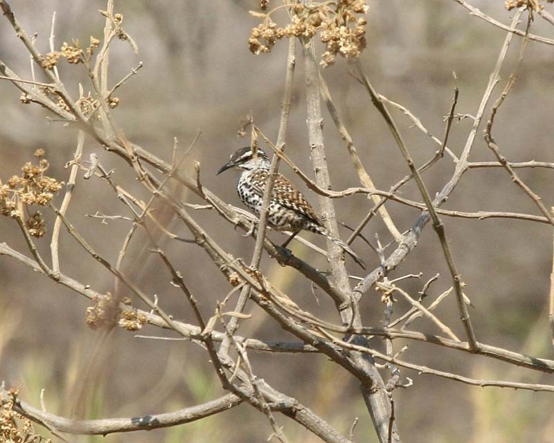 boucard's wren