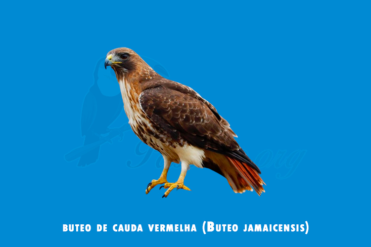 buteo de cauda vermelha ( Buteo jamaicensis)