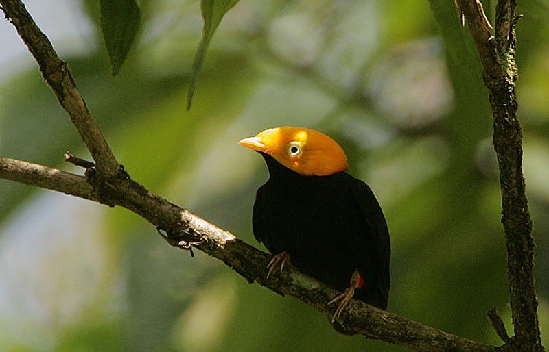 cabeca-de-ouro