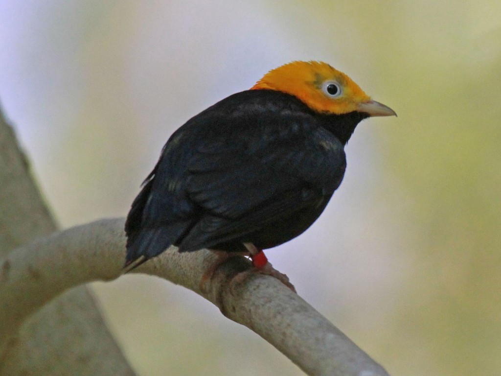 cabeca-de-ouro