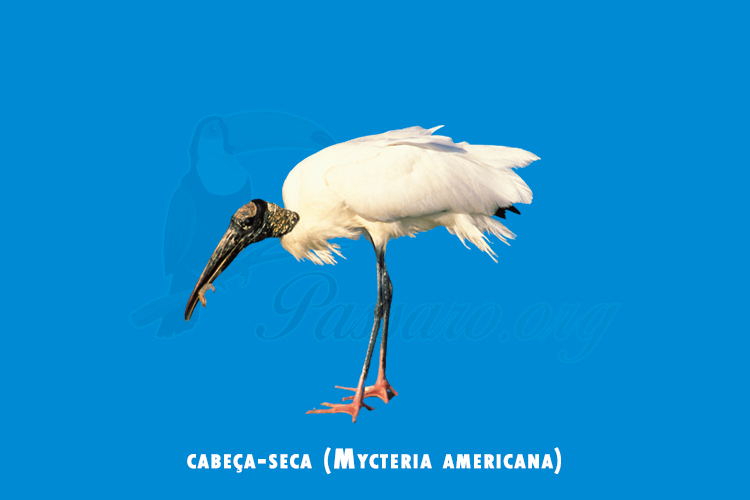 cabeça-seca (Mycteria americana)