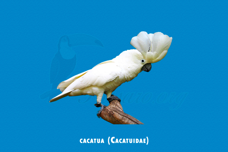 cacatua ( cacatuidae)