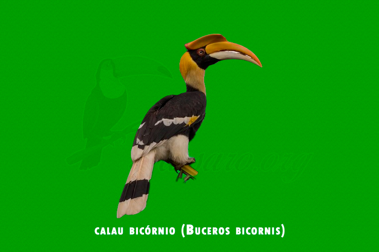 calau bicórnio (Buceros bicornis)