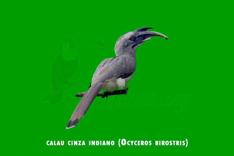 calau cinza indiano (Ocyceros birostris)