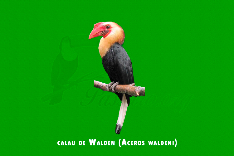 calau de Walden ( Aceros waldeni)