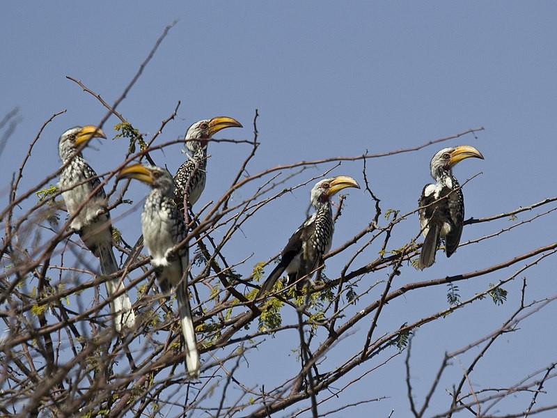 calau-de-bico-amarelo