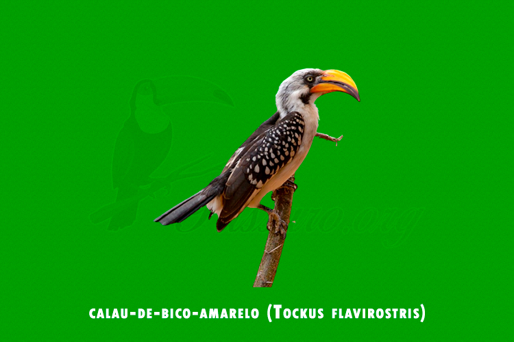 calau-de-bico-amarelo (Tockus flavirostris )