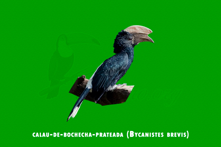 calau-de-bochecha-prateada ( Bycanistes brevis )