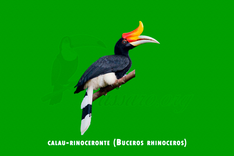 calau-rinoceronte (Buceros rhinoceros)