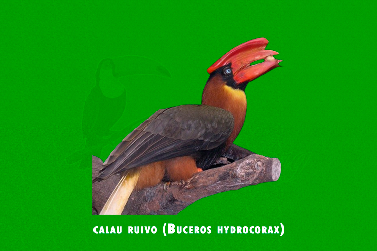calau ruivo ( Buceros hydrocorax)