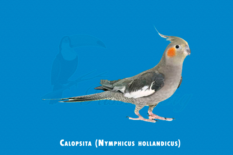 calopsita (nymphicus hollandicus)