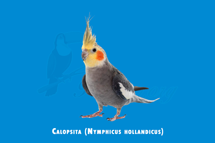 calopsita (nymphicus hollandicus)