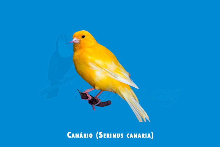 canario ( serinus canaria)