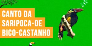 canto da saripoca-de-bico-castanho