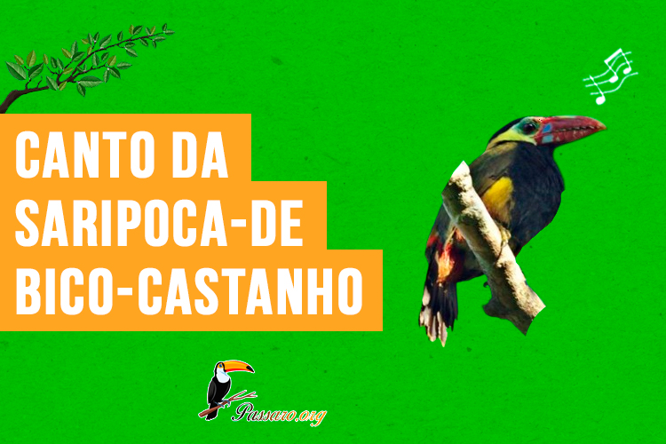 canto da saripoca-de-bico-castanho