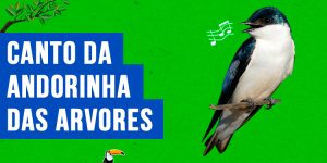 canto da andorinha das arvores