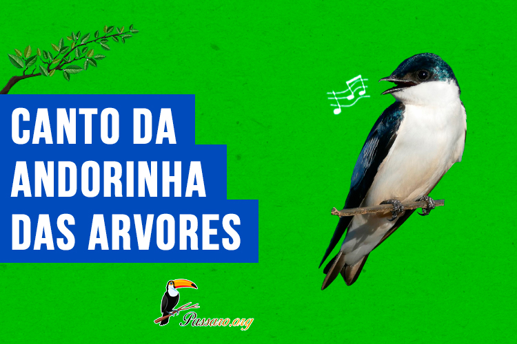 canto da andorinha das arvores