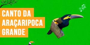 canto da aracaripoca-grande