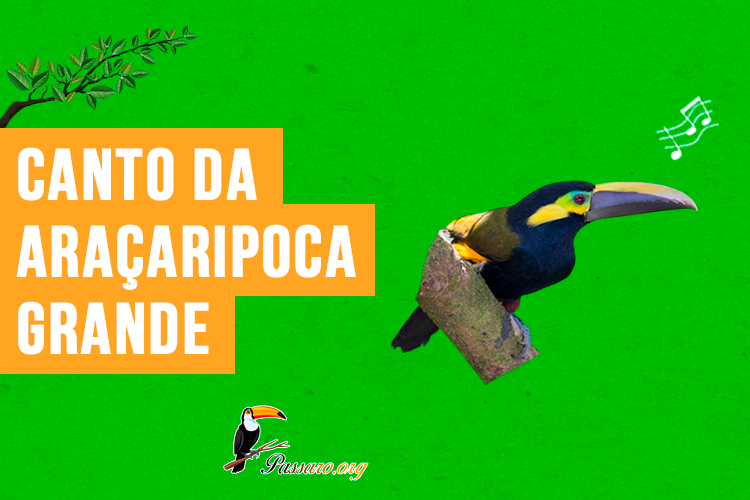 canto da aracaripoca-grande