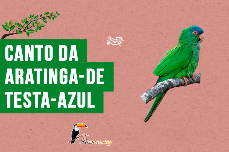 canto da aratinga-de-testa-azul