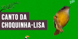 canto da choquinha-lisa