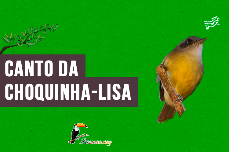 canto da choquinha-lisa