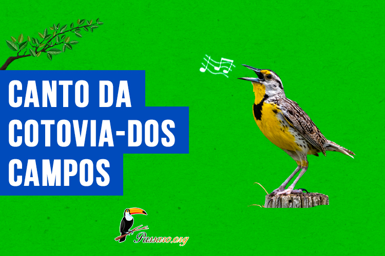 canto da cotovia-dos-campos