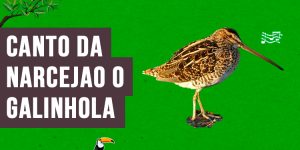 canto da narcejao o galinhola