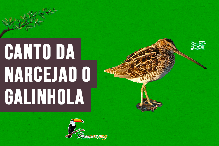 canto da narcejao o galinhola