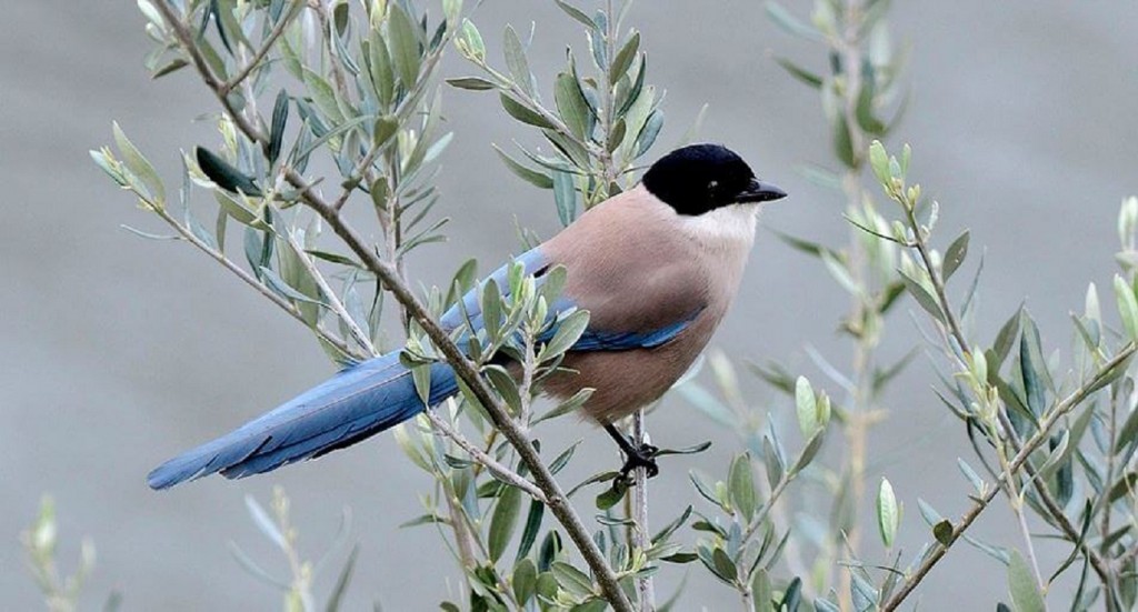 canto da pega azul