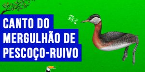 canto do Mergulhão-de-pescoço-ruivo