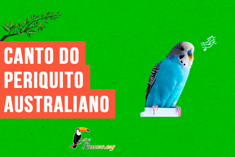 canto do Periquito australiano