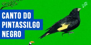 canto do Pintassilgo-negro-