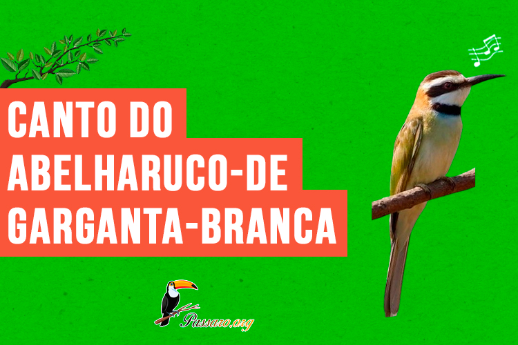 canto do abelharuco-de-garganta-branca